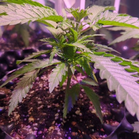 Sweet ZZ growlog timeline photo