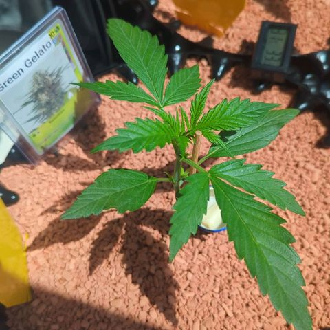 Green Gelato Automatic growlog timeline photo