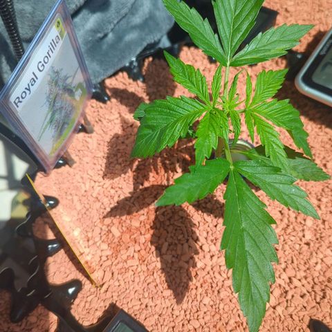 Royal Gorilla Automatic growlog timeline photo