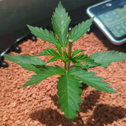 Amnesia Haze Automatic growlog timeline photo