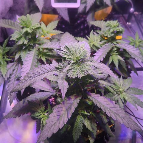 Sweet ZZ growlog timeline photo