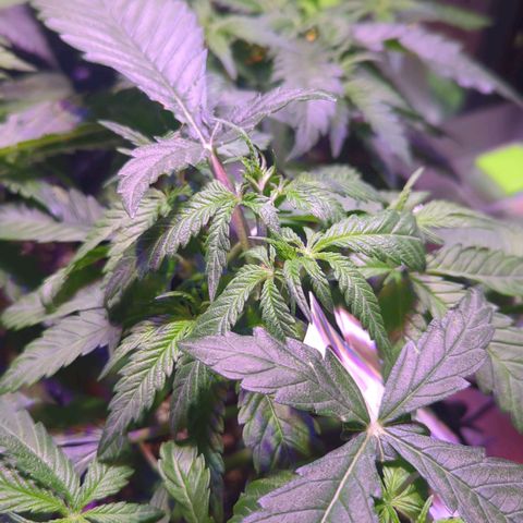 Amnesia Haze Automatic growlog photo: Toping und Stecklinge