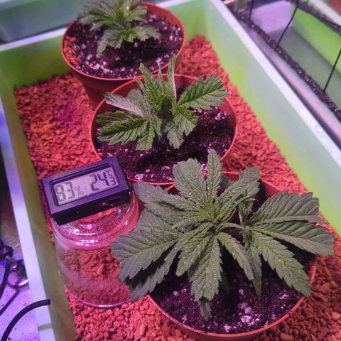 Amnesia Haze Automatic growlog photo: Toping und Stecklinge
