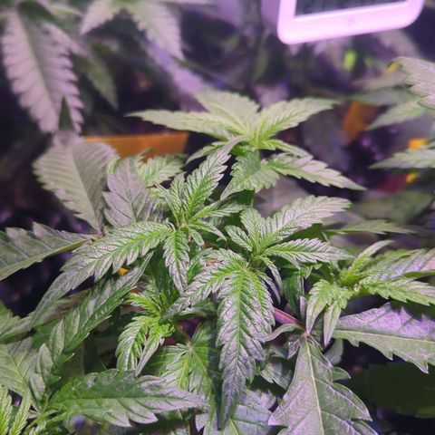 Amnesia Haze Automatic growlog photo: Toping und Stecklinge