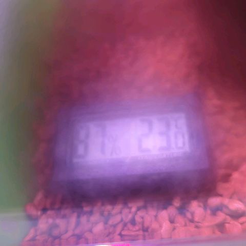Amnesia Haze Automatic growlog photo: Toping und Stecklinge