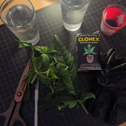 Amnesia Haze Automatic growlog photo: Toping und Stecklinge