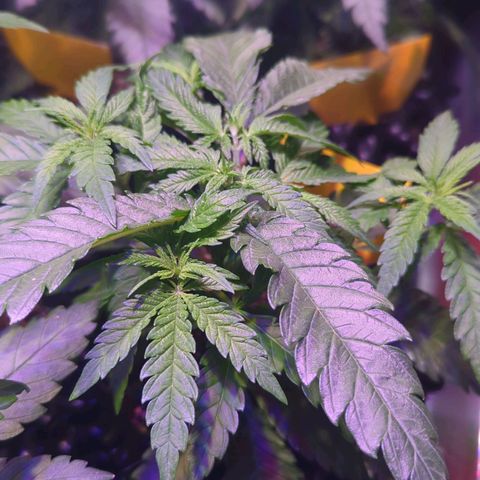 Amnesia Haze Automatic growlog photo: Toping und Stecklinge