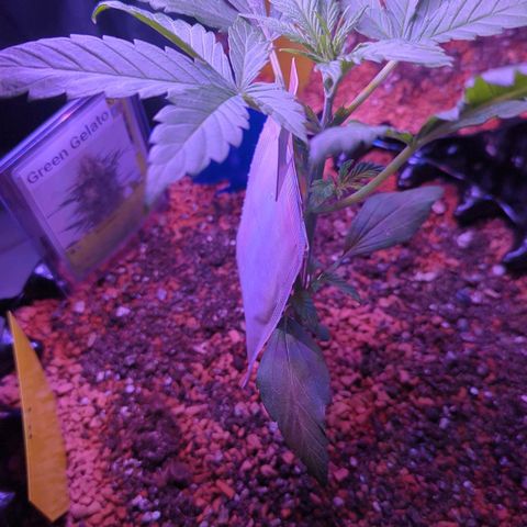 Green Gelato Automatic growlog timeline photo