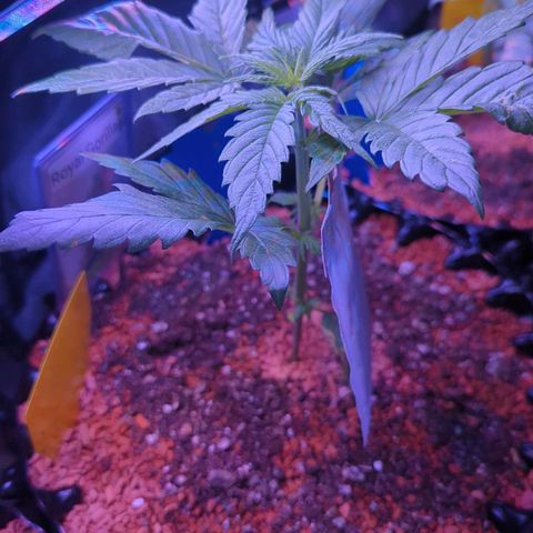 Royal Gorilla Automatic growlog timeline photo