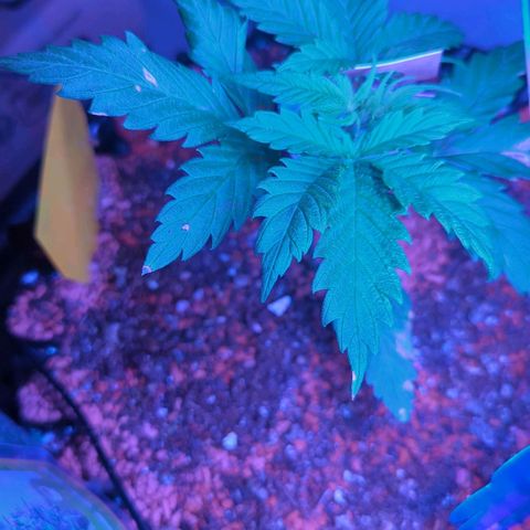 Amnesia Haze Automatic growlog timeline photo