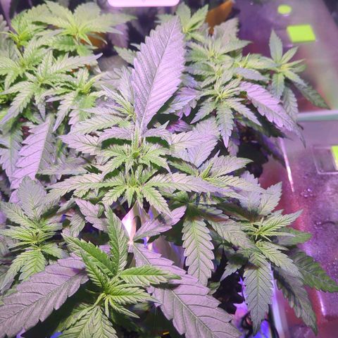 Sweet ZZ growlog timeline photo