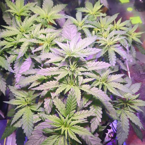Sweet ZZ growlog timeline photo