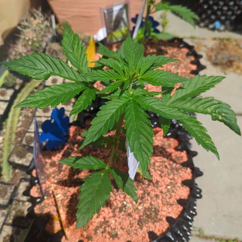Royal Gorilla Automatic growlog timeline photo