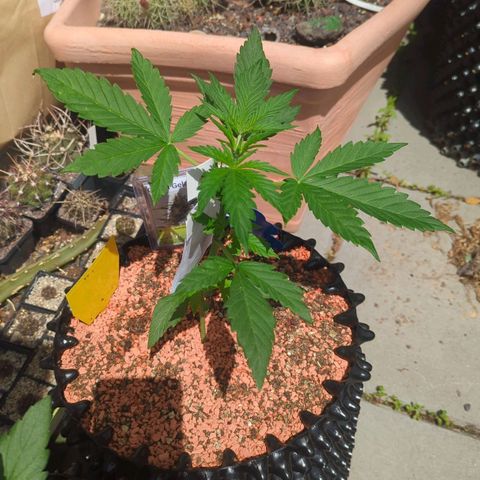 Green Gelato Automatic growlog timeline photo
