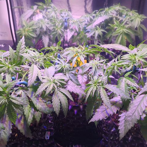 Sweet ZZ growlog timeline photo