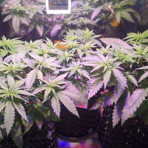 Sweet ZZ growlog photo: Erholt vom Runterbinden