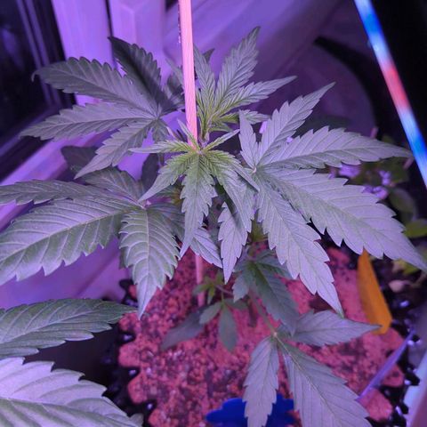 Green Gelato Automatic growlog timeline photo