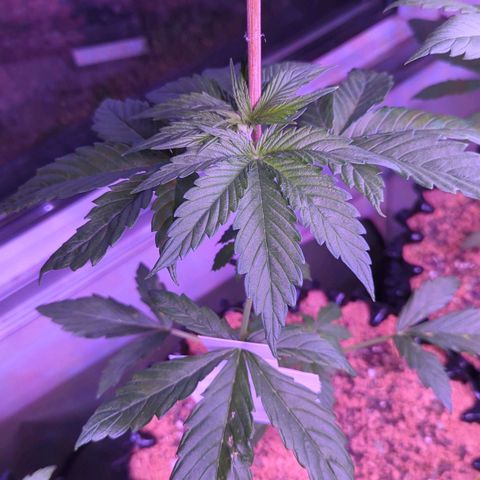 Royal Gorilla Automatic growlog timeline photo