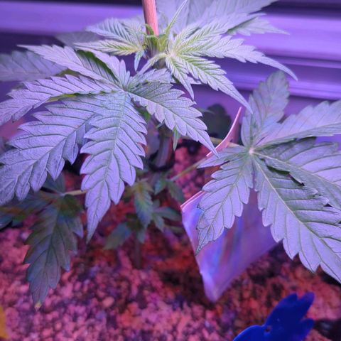 Amnesia Haze Automatic growlog timeline photo