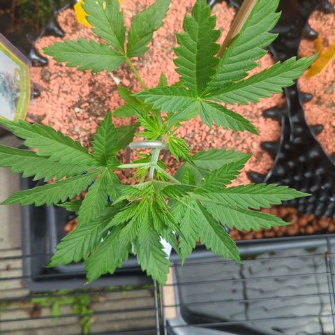 Amnesia Haze Automatic growlog timeline photo