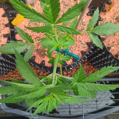 Royal Gorilla Automatic growlog timeline photo