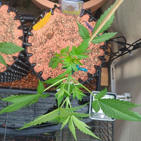Green Gelato Automatic growlog timeline photo