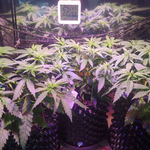 Sweet ZZ growlog timeline photo