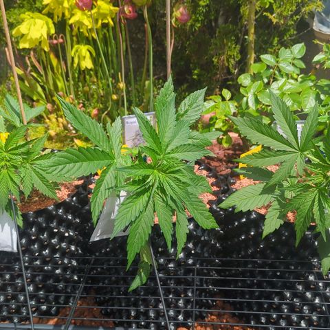 Amnesia Haze Automatic growlog photo: Runterbinden Outdoor