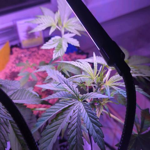 Green Gelato Automatic growlog timeline photo