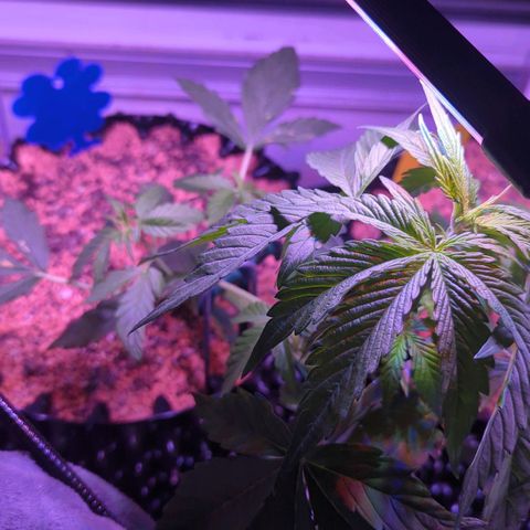 Royal Gorilla Automatic growlog timeline photo