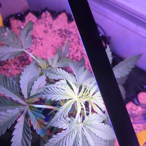 Amnesia Haze Automatic growlog timeline photo