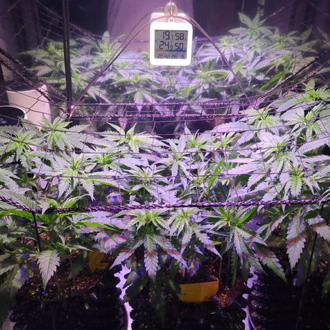Sweet ZZ growlog timeline photo