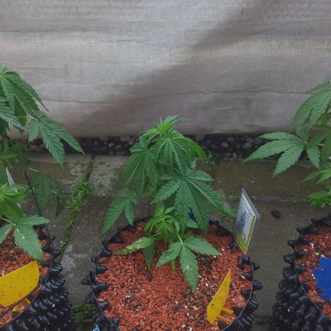 Amnesia Haze Automatic growlog photo: V.l.n.r - Royal Gorilla, Amnesia Haze, Green Gelato 