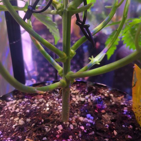 Sweet ZZ growlog photo: Entlaubung - Ausgeizen