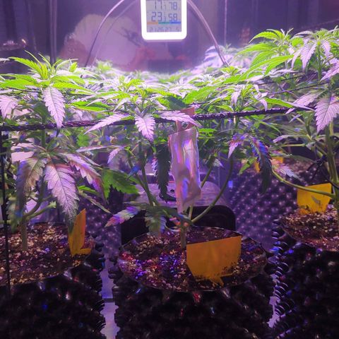 Sweet ZZ growlog photo: Entlaubung - Ausgeizen