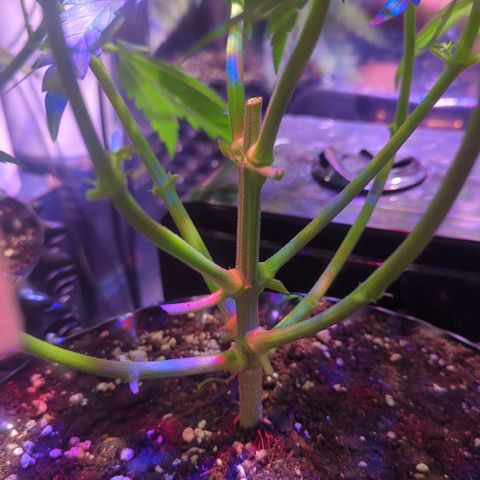 Sweet ZZ growlog photo: Entlaubung - Ausgeizen