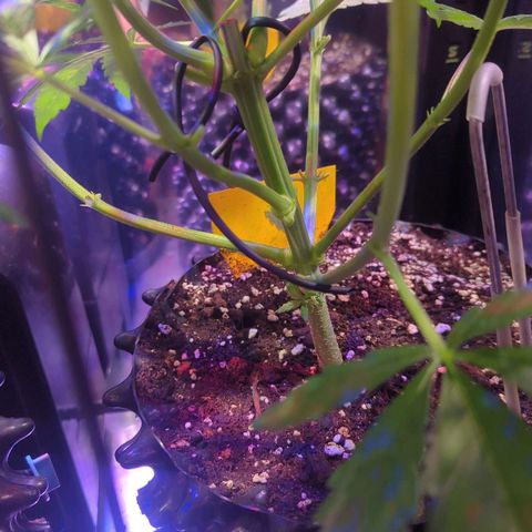 Sweet ZZ growlog photo: Entlaubung - Ausgeizen