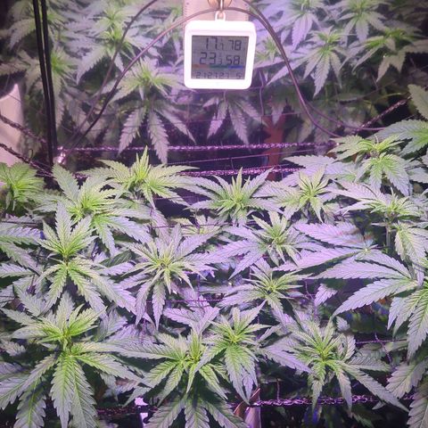 Sweet ZZ growlog photo: Entlaubung - Ausgeizen