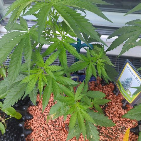 Amnesia Haze Automatic growlog timeline photo