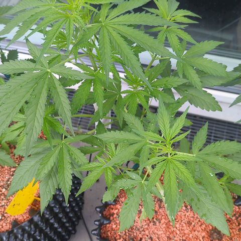 Green Gelato Automatic growlog timeline photo