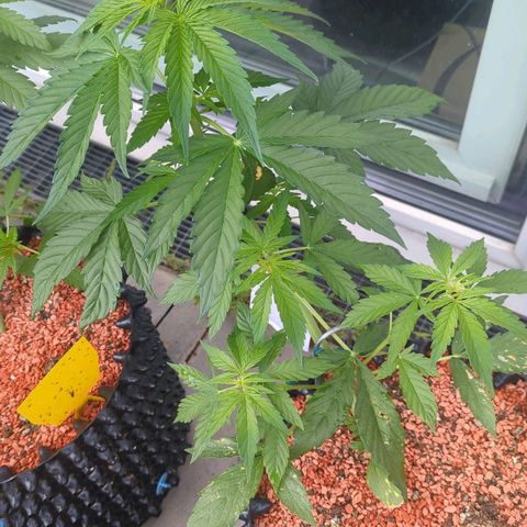 Royal Gorilla Automatic growlog timeline photo