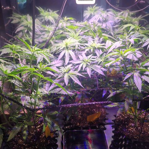 Sweet ZZ growlog timeline photo