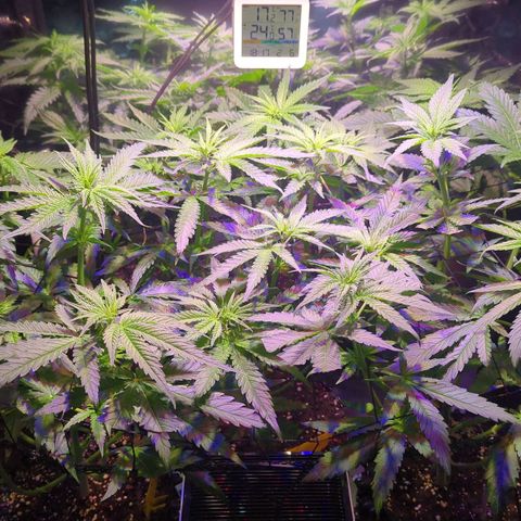 Sweet ZZ growlog photo: Auslichten - Zuschnitt Sonnensegel 