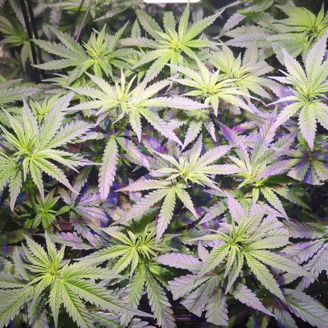 Sweet ZZ growlog photo: Auslichten - Zuschnitt Sonnensegel 