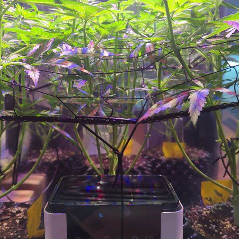 Sweet ZZ growlog photo: Auslichten - Zuschnitt Sonnensegel 