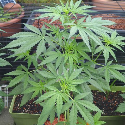 Green Gelato Automatic growlog timeline photo
