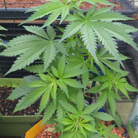 Amnesia Haze Automatic growlog timeline photo