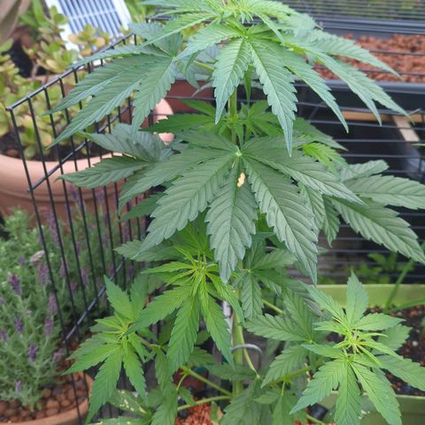 Royal Gorilla Automatic growlog timeline photo