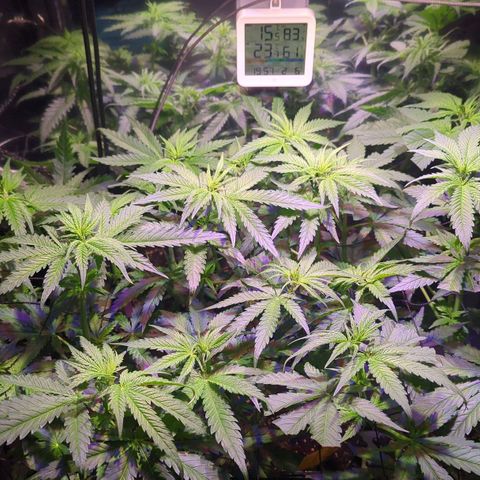 Sweet ZZ growlog photo: Nach Zuschnitt