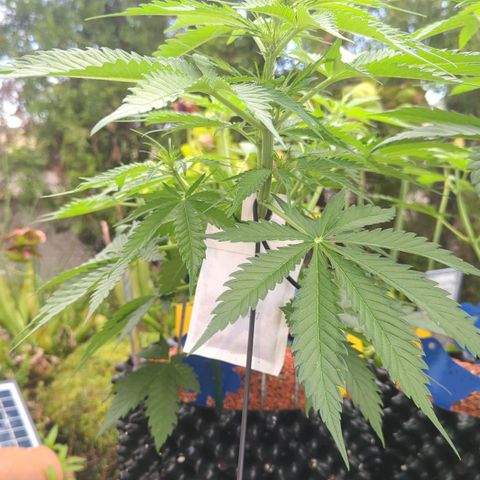 Amnesia Haze Automatic growlog timeline photo